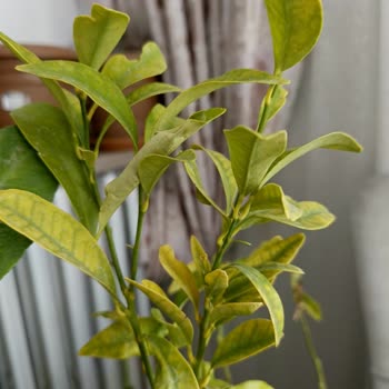 Fidan Diyarı (fidandiyarim.com) Kurumuş Ürünler Ve İletişimsizlik