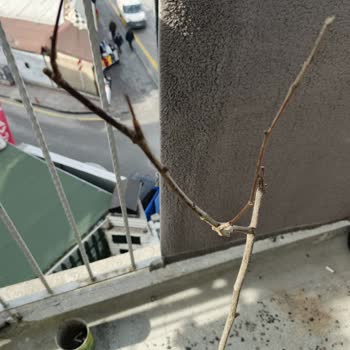 Fidan Diyarı (fidandiyarim.com) Kurumuş Ürünler Ve İletişimsizlik