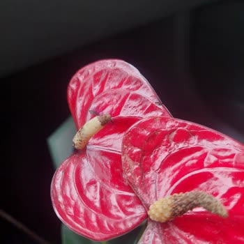 Kusurlu Çiçek Ve Yetersiz Müşteri Hizmeti