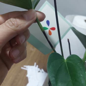 Kusurlu Çiçek Ve Yetersiz Müşteri Hizmeti