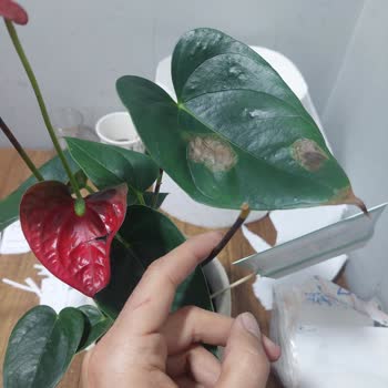 Kusurlu Çiçek Ve Yetersiz Müşteri Hizmeti