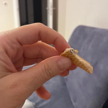 Eti Bisküvinin İçinden Çıkan Yabancı Madde Şoku