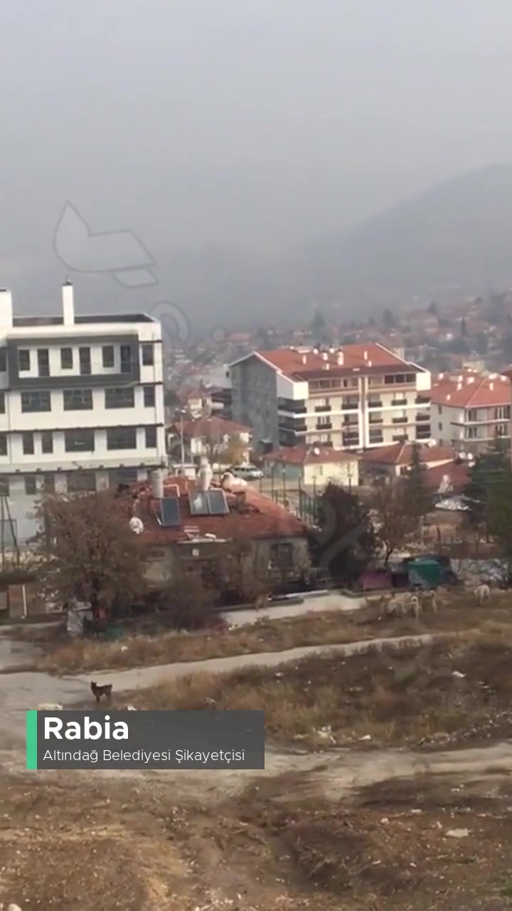 Altındağ Belediyesi Tarafından Başıboş Köpeklerin Toplanması Lazım! videonun kapak resmi