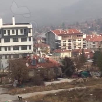 Altındağ Belediyesi Tarafından Başıboş Köpeklerin Toplanması Lazım!