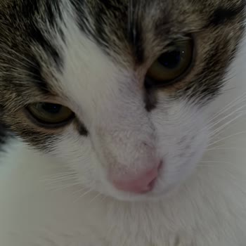 Kayıp Kedi Endişesi