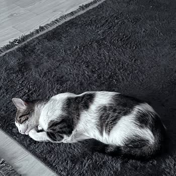 Kayıp Kedi Endişesi