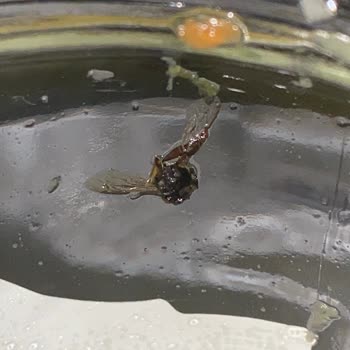 Kühne Turşudan Çıkan Sinek Mide Bulandırdı