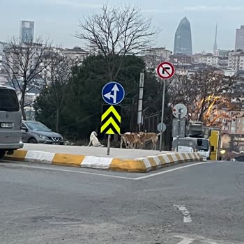 Sokakta Sürekli Karşılaştığım Köpek Sorunu