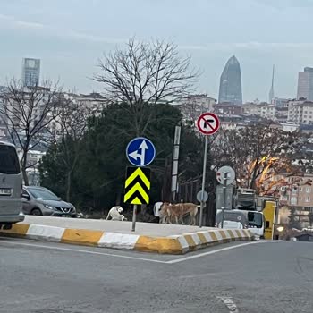 Sokakta Sürekli Karşılaştığım Köpek Sorunu