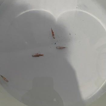 Ölü Balıklar Ve Kötü Ticaret Anlayışı