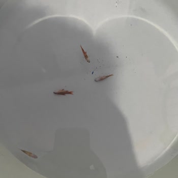 Ölü Balıklar Ve Kötü Ticaret Anlayışı