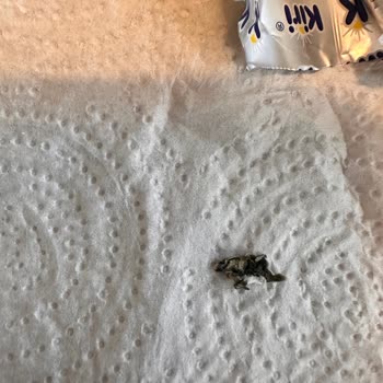 Küflü Peynir Skandalı: Sağlığımız Tehlikede