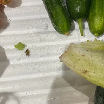 Bosch Buzdolabı İle Bitmeyen Donma Sorunu