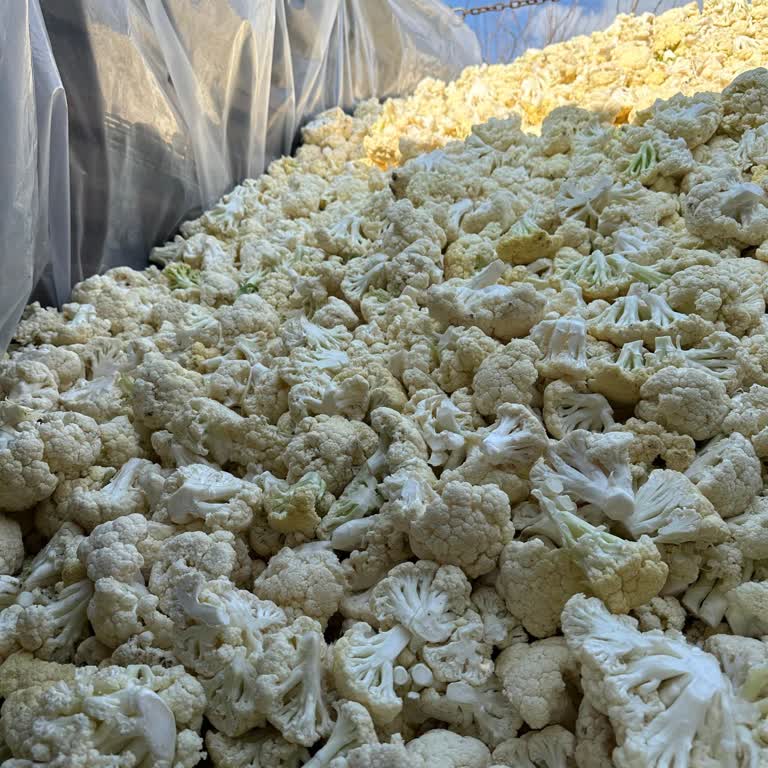 Çiftçiye Zarar Veren Firma: Malı Kabul Etmediler