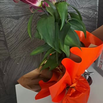 Taze Çiçek | Tazecicek.com Çürük Kokulu Çiçek Ve Müşteri Hizmetleri Sorunu!