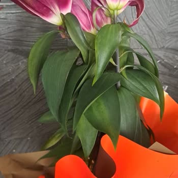 Taze Çiçek | Tazecicek.com Çürük Kokulu Çiçek Ve Müşteri Hizmetleri Sorunu!