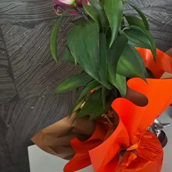 Taze Çiçek | Tazecicek.com Çürük Kokulu Çiçek Ve Müşteri Hizmetleri Sorunu!