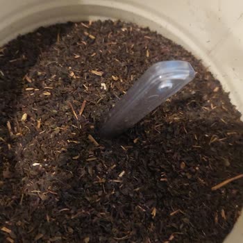 Balküpü Çayında Hayal Kırıklığı: Tozlu Ve Çöplü Deneyim