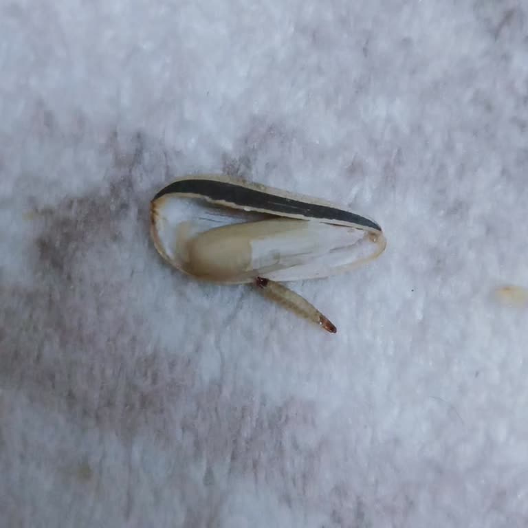 Amigo Ay Çekirdeğinde Kurt Şoku