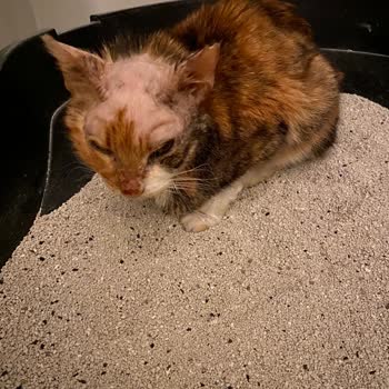 Pet Nature Veteriner Kliniği Kadıköy Pişmanlığı