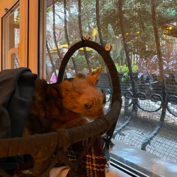 Pet Nature Veteriner Kliniği Kadıköy Pişmanlığı