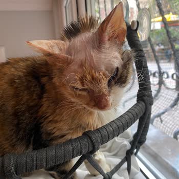 Pet Nature Veteriner Kliniği Kadıköy Pişmanlığı