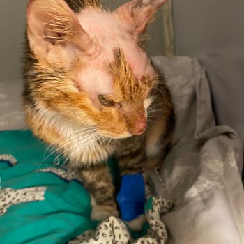 Pet Nature Veteriner Kliniği Kadıköy Pişmanlığı