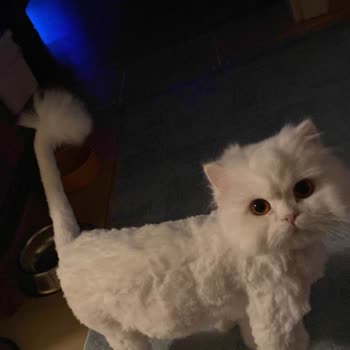 Kedimizin Tıraşı Sırasında Yaşanan Talihsizlik