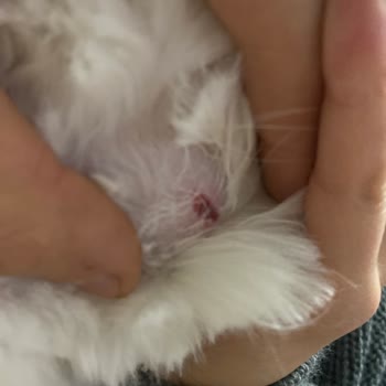 Kedimizin Tıraşı Sırasında Yaşanan Talihsizlik