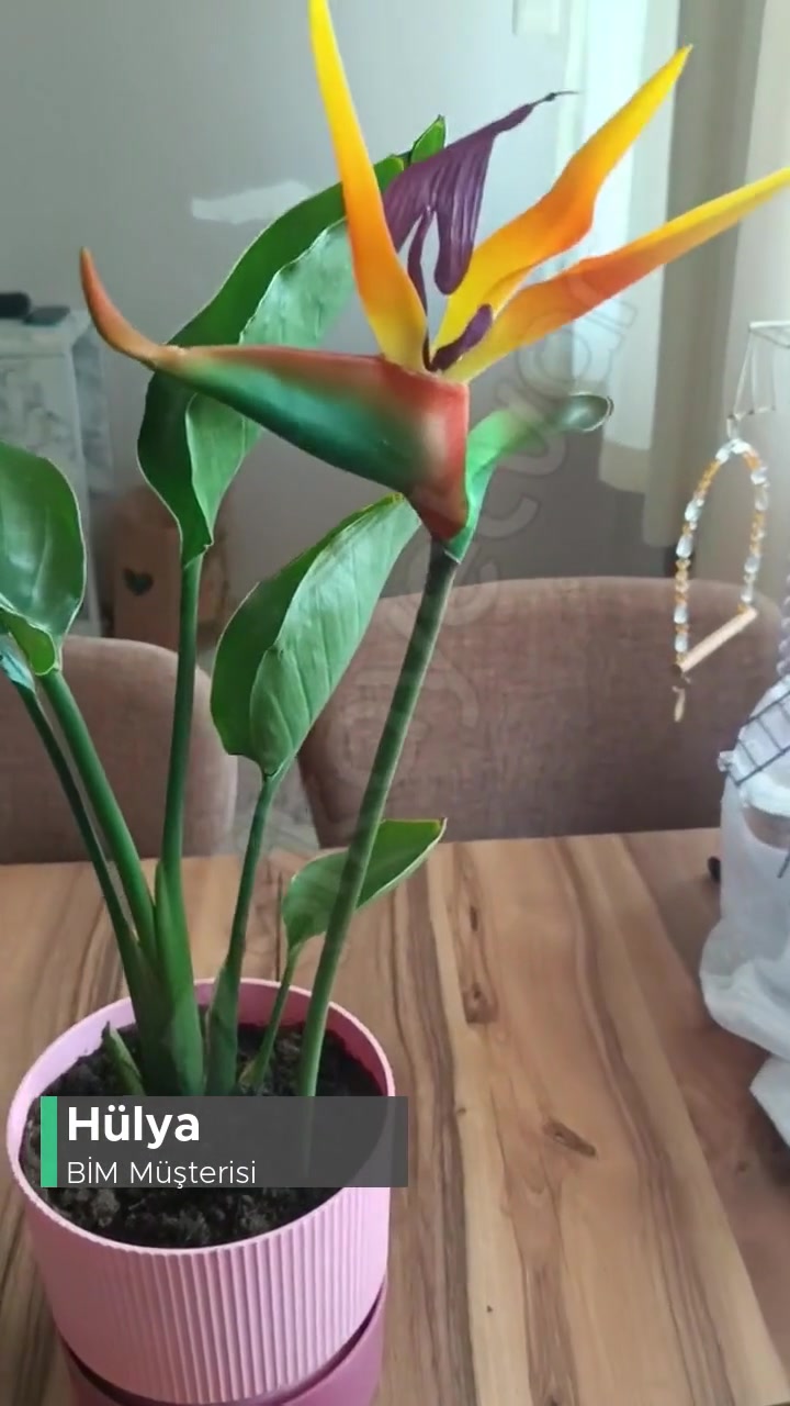 BİM'de Satılan Sahte Çiçek videonun kapak resmi