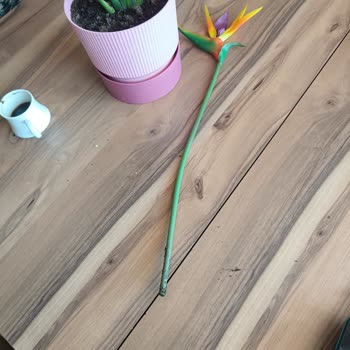 BİM'de Satılan Sahte Çiçek