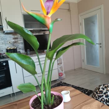 BİM'de Satılan Sahte Çiçek