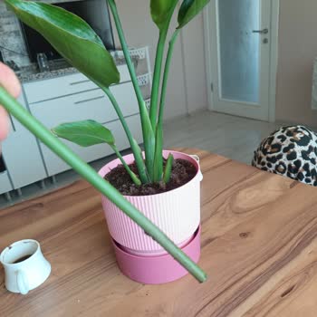 BİM'de Satılan Sahte Çiçek