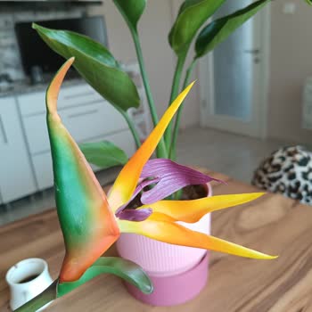 BİM'de Satılan Sahte Çiçek