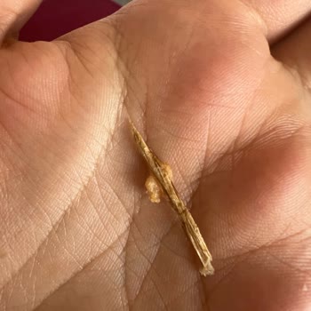 BİM Marketten Aldığımız Ekmeğin İçinden Tahta Parçası Çıktı!