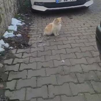 Şok Market Çalışanlarının Kedimizi Barınağa Yollaması