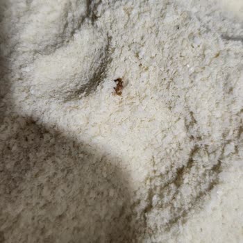 Hero Baby Mama İçerisinde Sert Cisim Bulunması