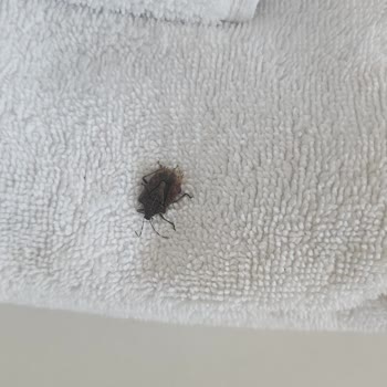 Ramada Resort Thermal Sapanca Konaklama Kabusu: Böcekler Ve İlgisiz Yönetim