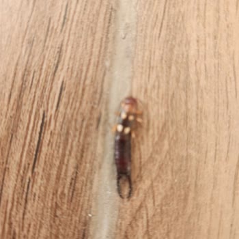 Ramada Resort Thermal Sapanca Konaklama Kabusu: Böcekler Ve İlgisiz Yönetim