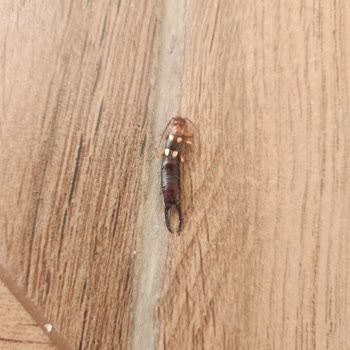 Ramada Resort Thermal Sapanca Konaklama Kabusu: Böcekler Ve İlgisiz Yönetim