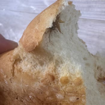 BİM Marketten Aldığım Ekmekte Böcek Şoku