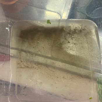 Erüst Tarım Yıkanmış Ispanakta Hijyen Sorunu