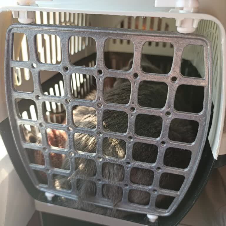 Lüks Ereğli Evcil Hayvan Taşıma Sorunu Ve Saygısız Muavin Tavrı