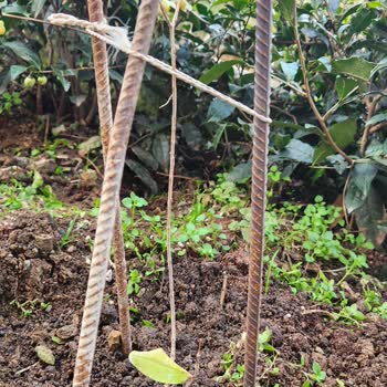 Görsellerle Yanıltan Fidan Siparişi Hayal Kırıklığı