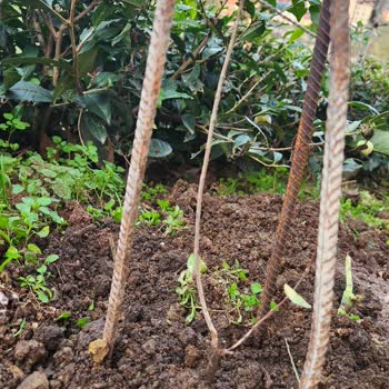 Görsellerle Yanıltan Fidan Siparişi Hayal Kırıklığı