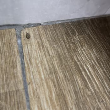 Dedeman Sapanca Village Şikayeti!