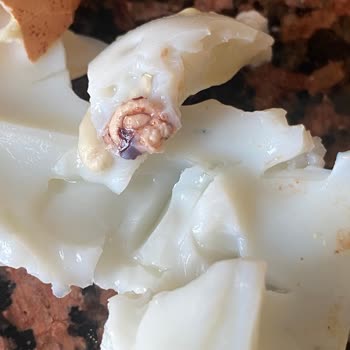 Coşkun Yumurta Organik Yumurtada Şok: Canlı Parçacıklar