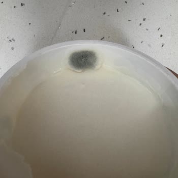 Küflü Sek Quark Ürünü: Sağlık Tehdidi