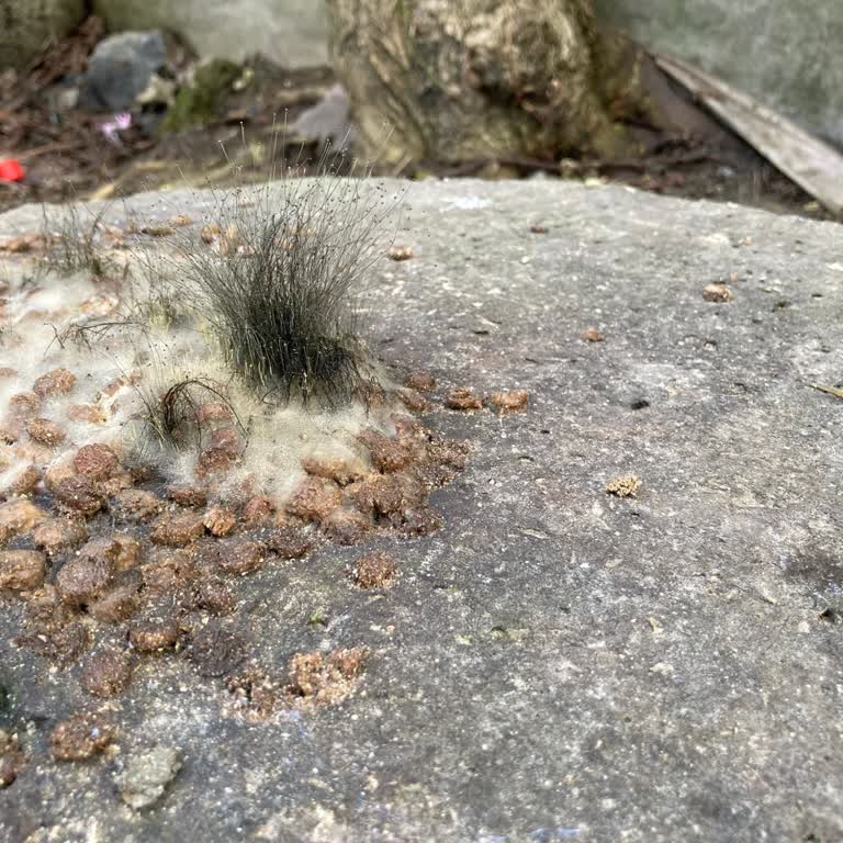 A101'de Satılan Bozuk Kedi Maması: Sokak Hayvanları Bile Yemiyor!