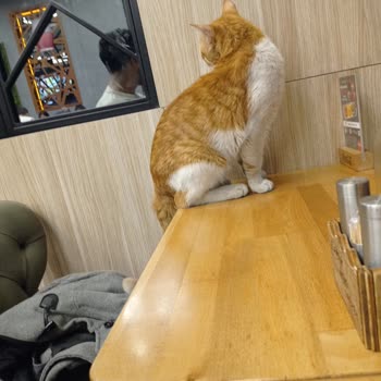Hijyen Kurallarına Uymayan Restoran
